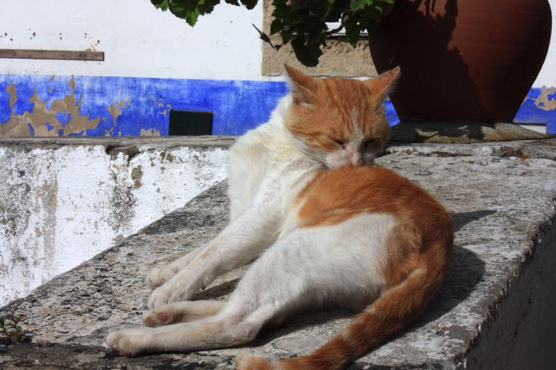 354-Obidos,29 agosto 2012.JPG